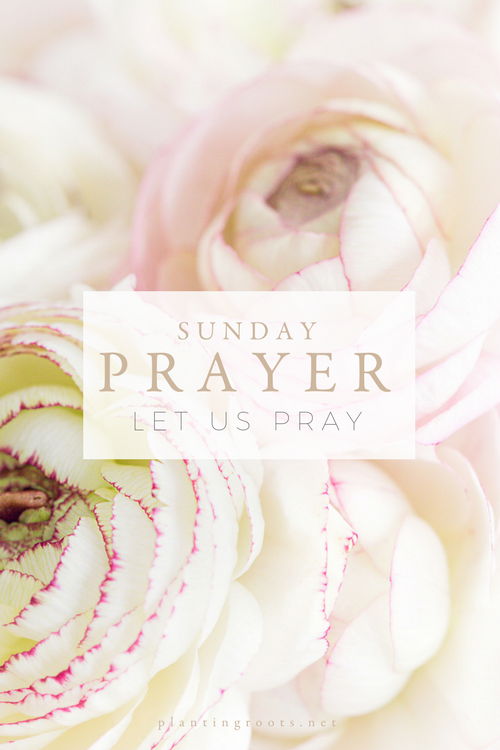 Close up of white and pink roses that says Sunday Prayer: Let us pray